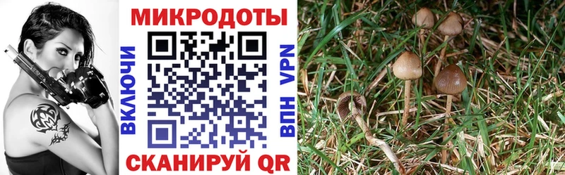 Псилоцибиновые грибы MAGIC MUSHROOMS  магазин продажи   Балтийск 